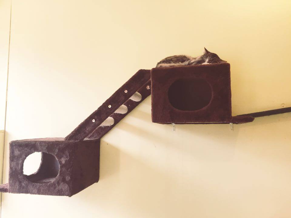 12325395_10153735090498664_1034794282_n