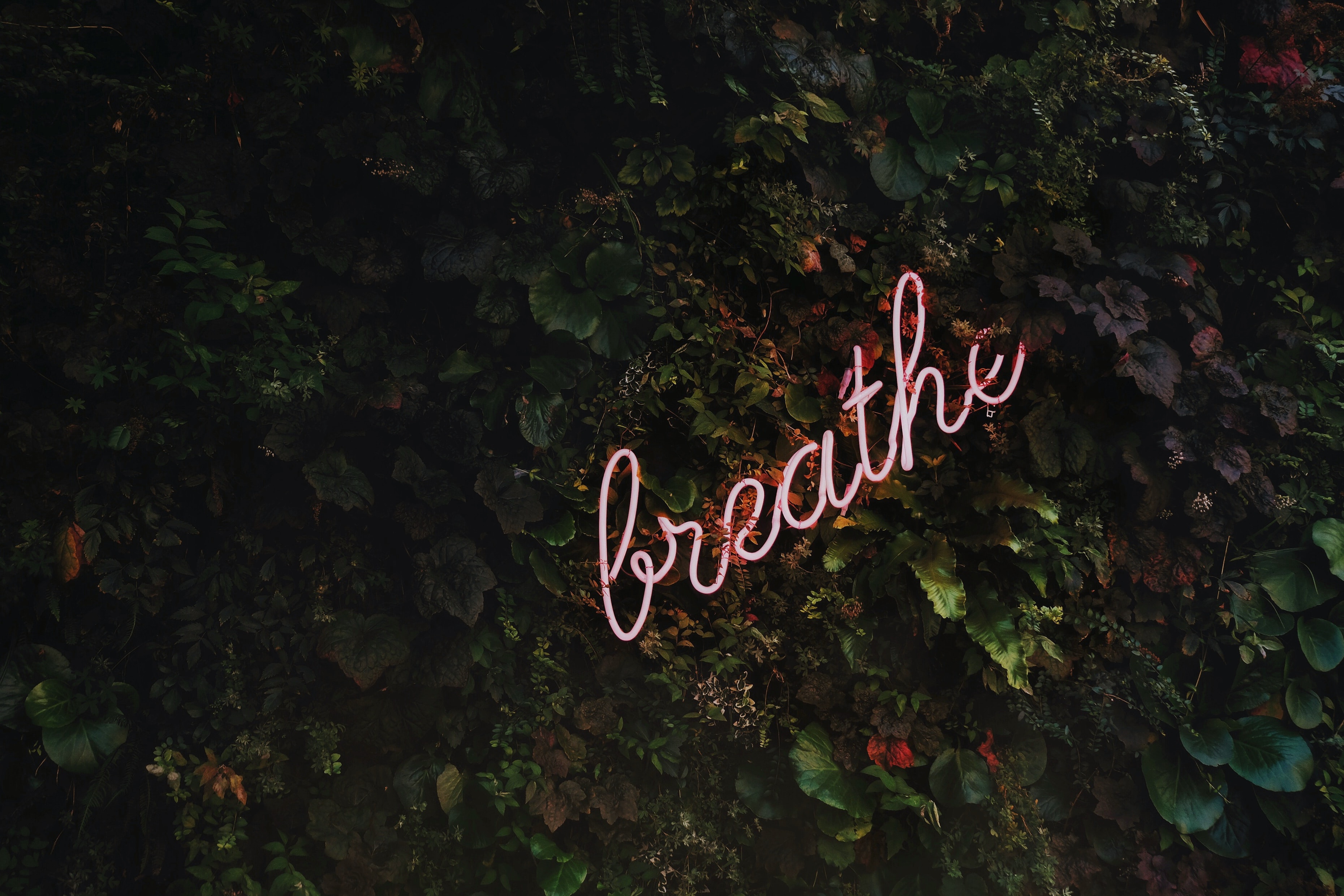Neon sign on vines that says breathe